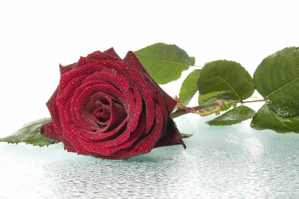 Eine Burgunderrose liegt im Tau