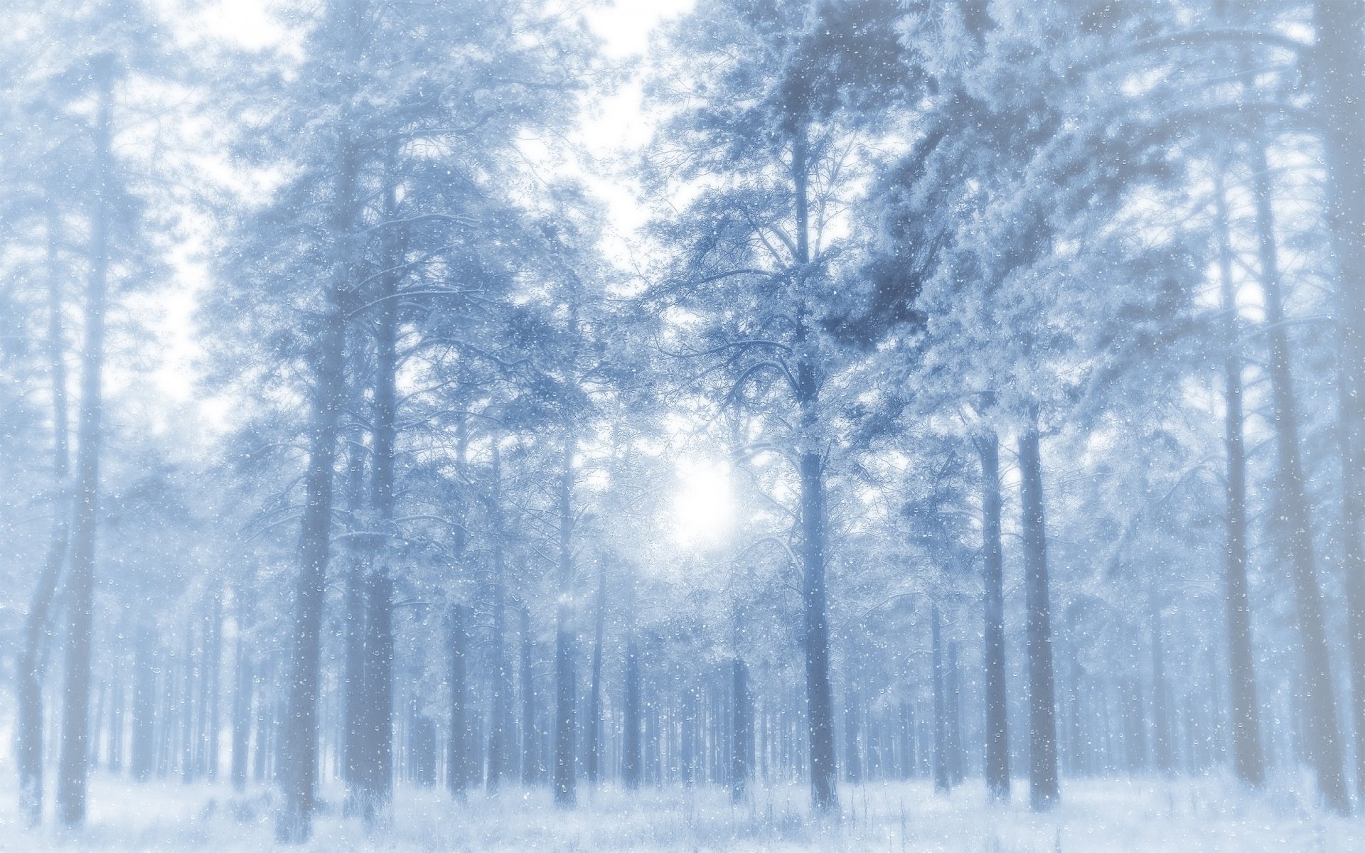 winter wald bäume kiefern schnee frost lumen frostig