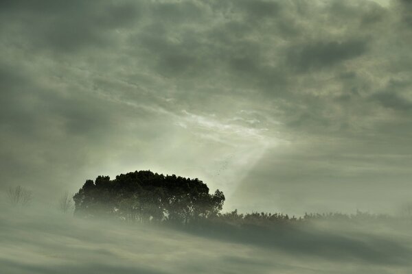 Die Landschaft eines kleinen Waldes im Nebel
