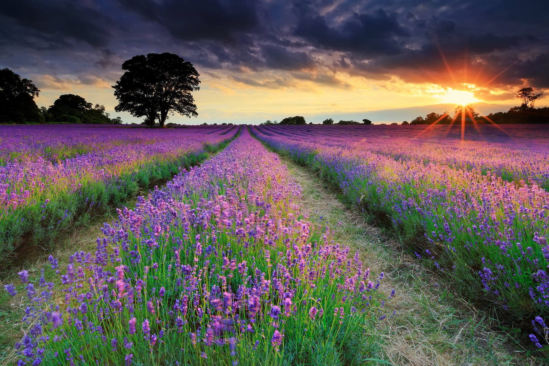 großbritannien sommer abend sonne strahlen feld lavendel