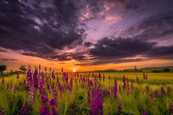 Ein Sommerabend. Blumen Sonnenuntergang