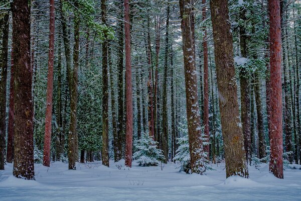 Der Winterwald lebt sein Leben