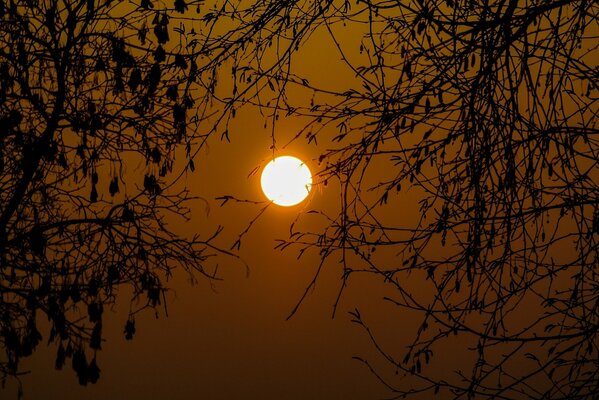 Die Sonne scheint am klaren Himmel durch die Zweige