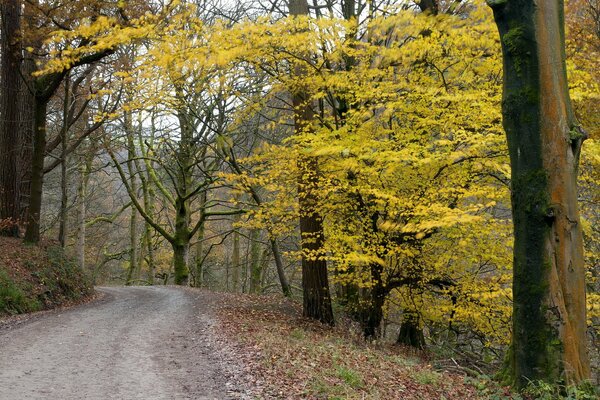 Der Weg durch den Herbstwald