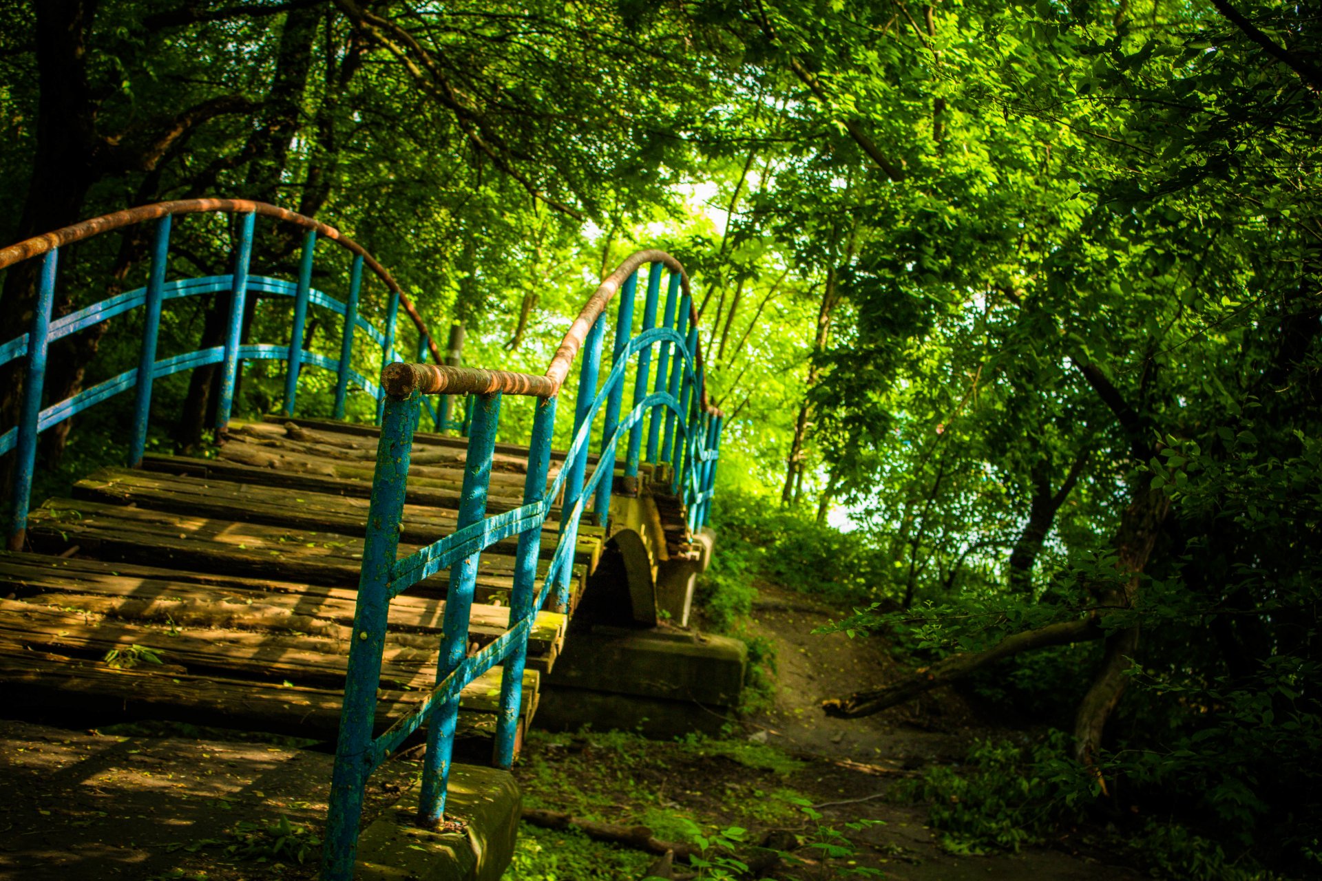 brücke natur wald