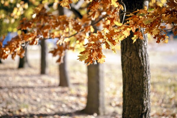 Eichenallee mit Herbstlaub