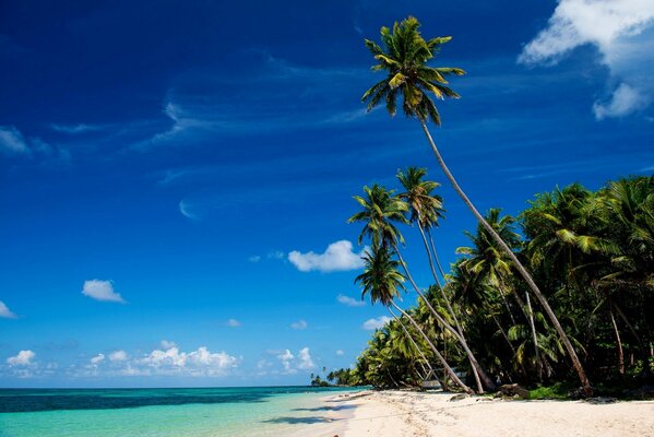 Foto von Palmen, Meer, Strand und blauem Himmel