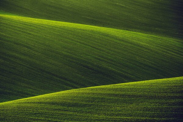 Grüne Felder der unberührten Natur