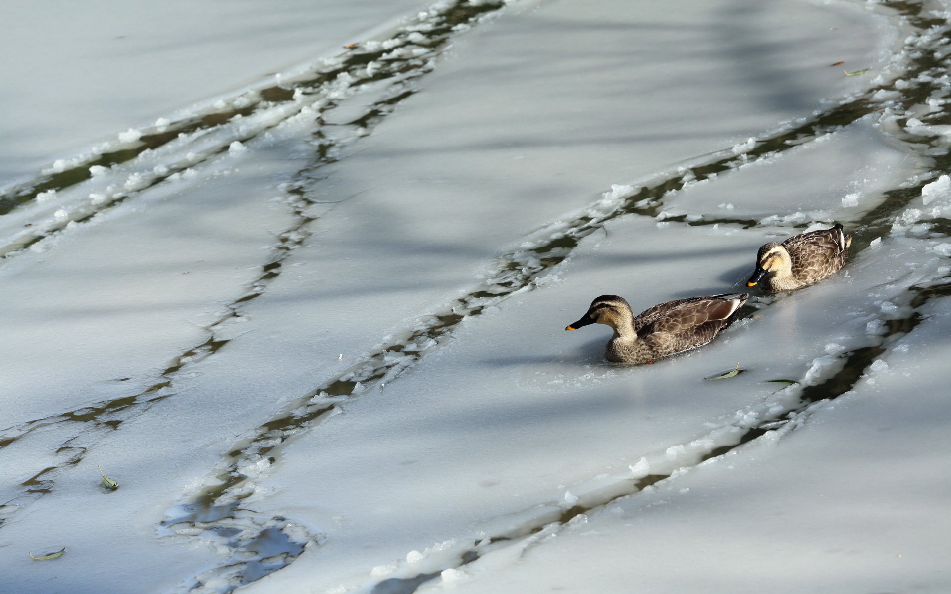 enten natur