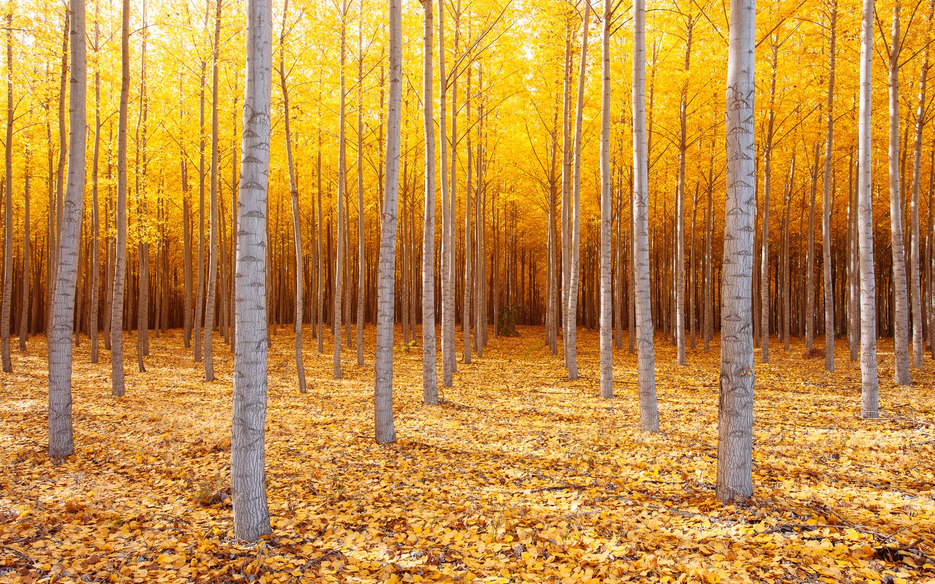 natur usa ost-oregon bäume herbst oktober