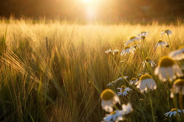 Roggenfeld mit Gänseblümchen bei Sonnenuntergang