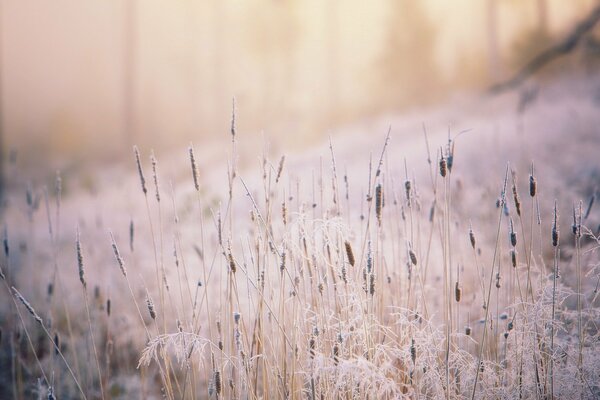 Gras , das von der Sonne beleuchtet und mit Frost bedeckt ist