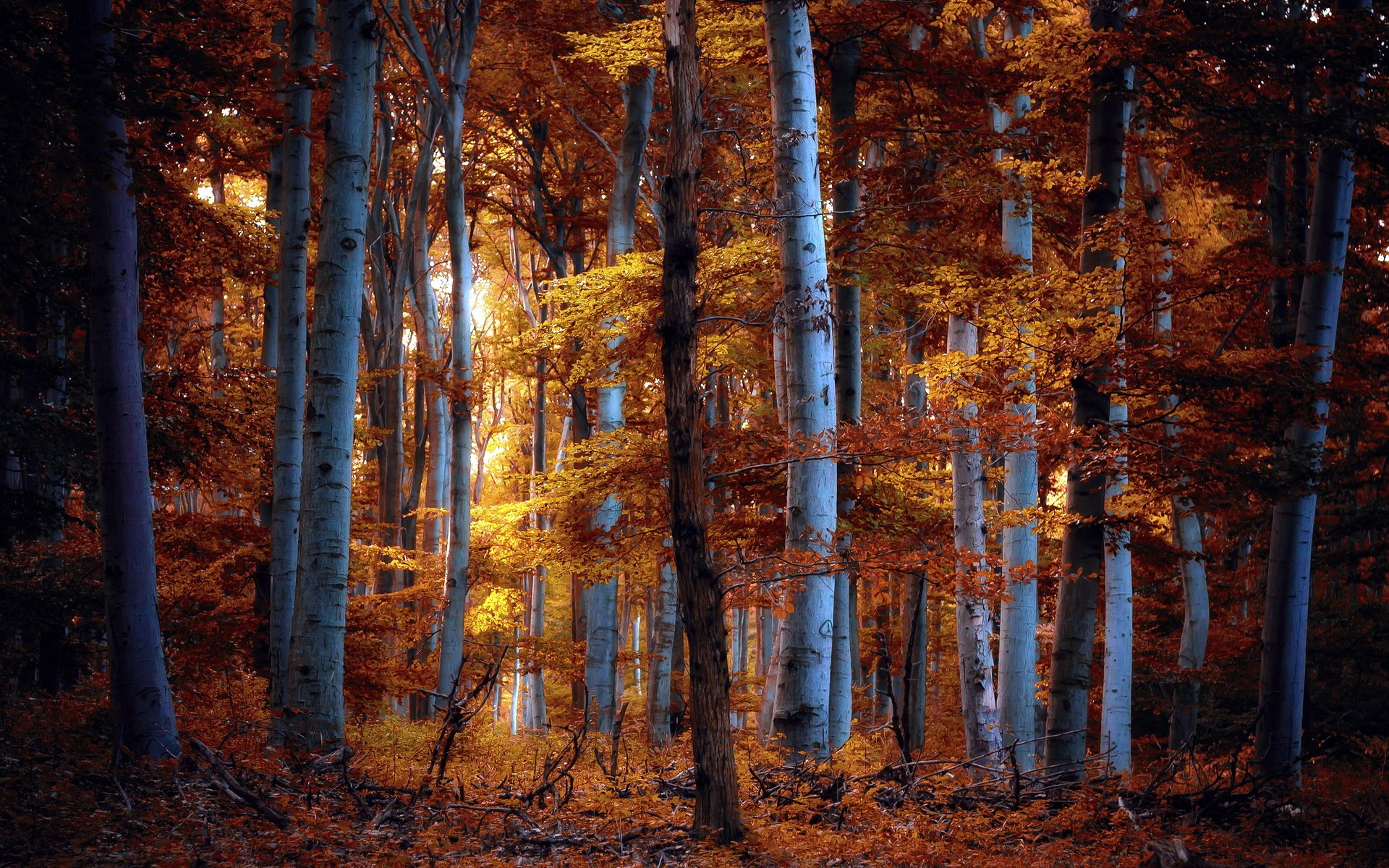 wald herbst natur