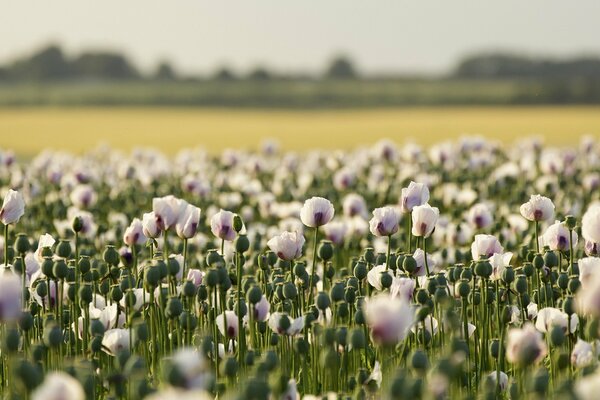 Mohnfeld in der Sommerlandschaft