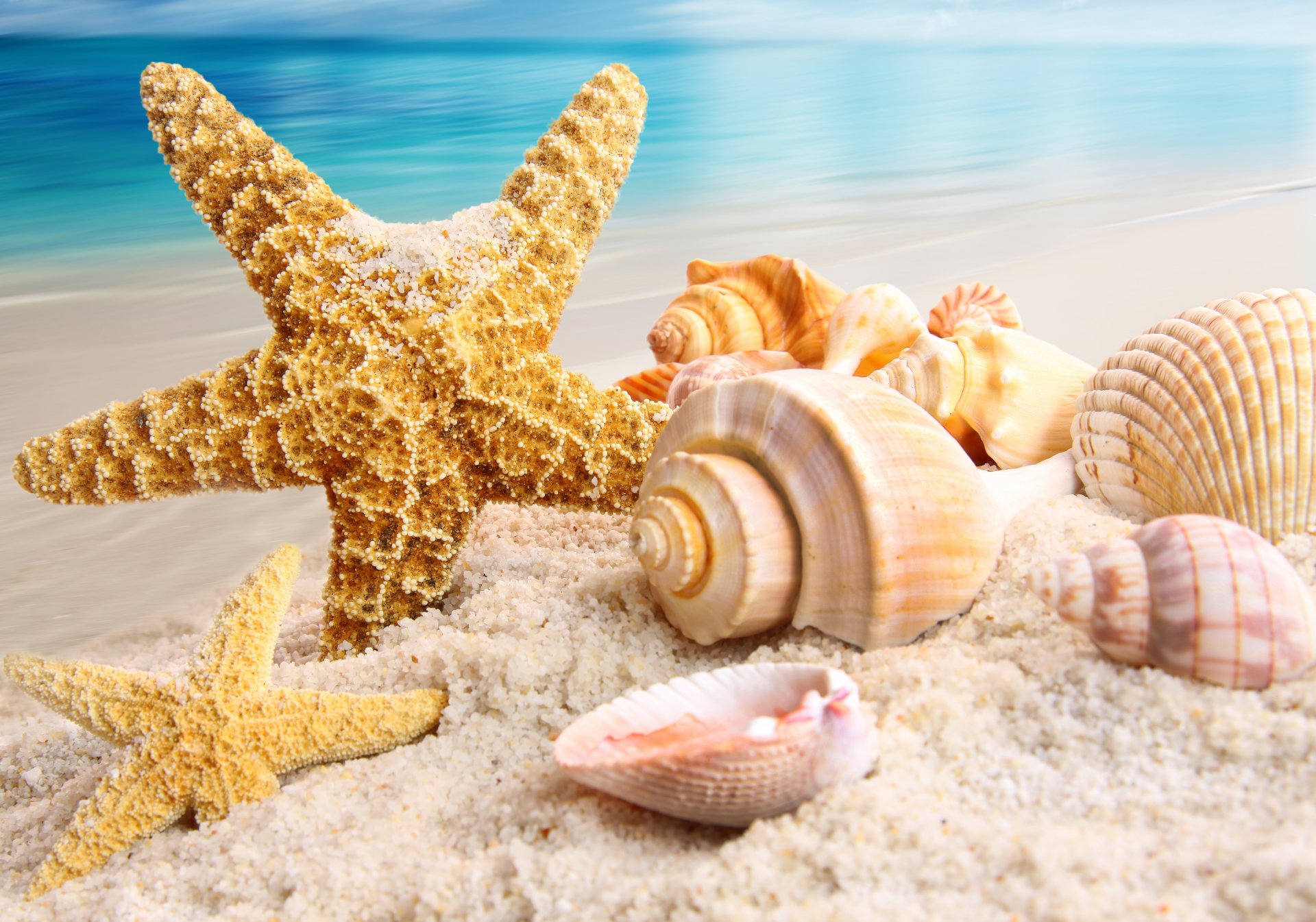 natur meer strand sand muscheln seestern