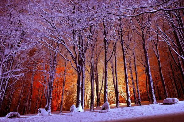 Frost an den Zweigen im Park am Abend mit Beleuchtung