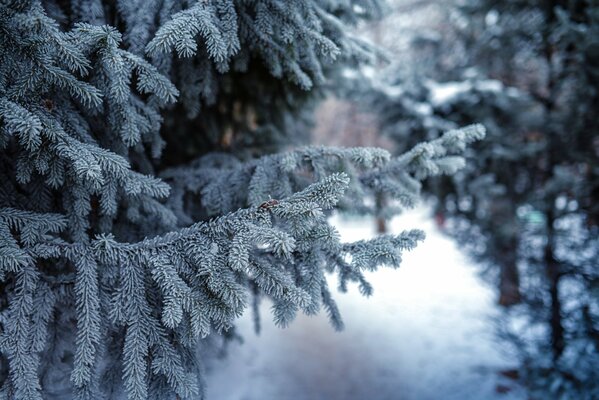 Fichtenzweige und Kiefern im Winter im Schnee