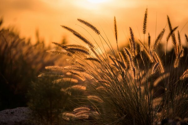 Ährchen von Pflanzen werden im Morgengrauen fotografiert
