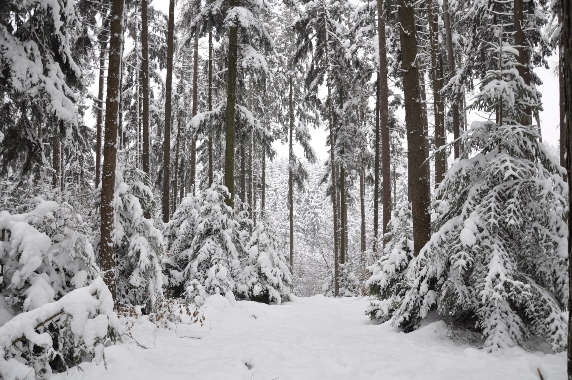 wald winter schnee bäume