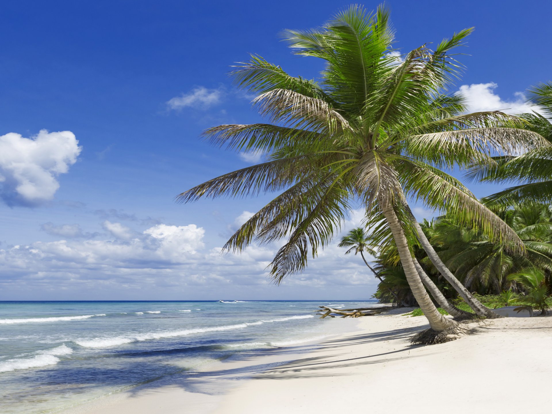 tropisch paradies strand palmen meer ozean sonne sommer urlaub tropen sand ufer