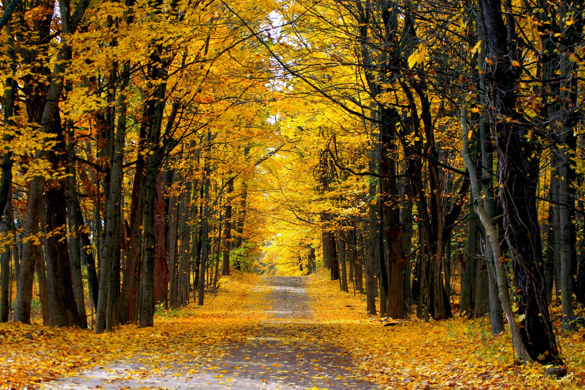 wald herbst straße sonniger tag