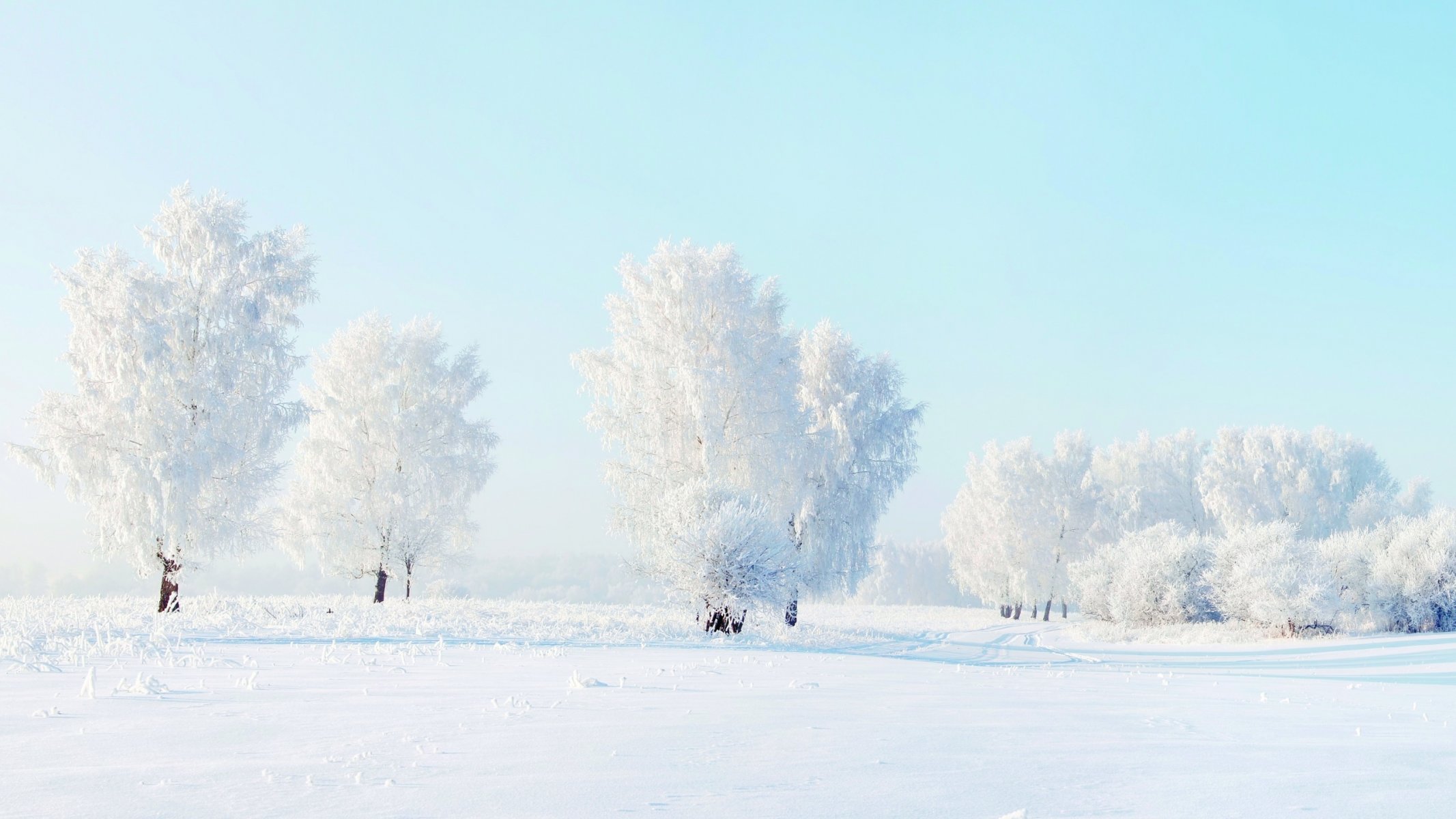 bäume schnee winter natur