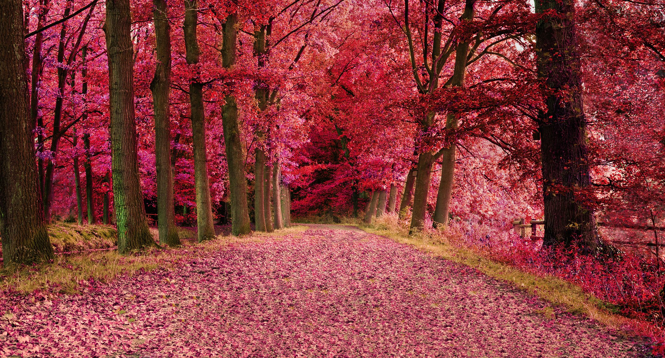 wald bäume herbst blätter straße