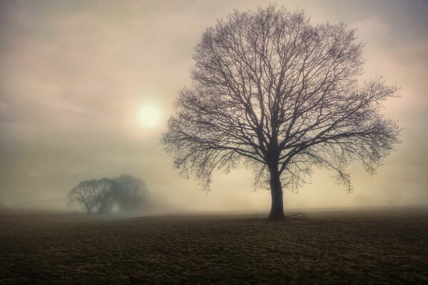Es ist ein nebliger Morgen. Bäume im Feld