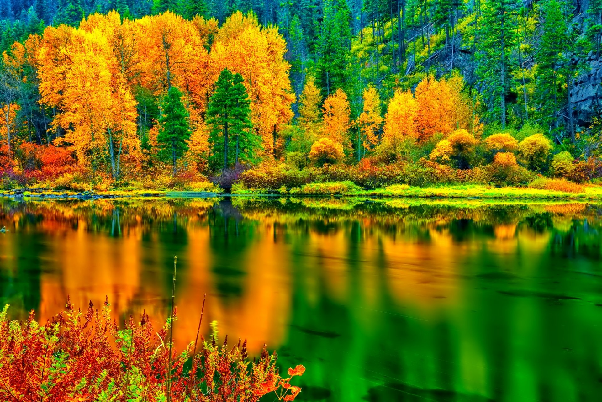 wald hang bäume herbst reflexion see