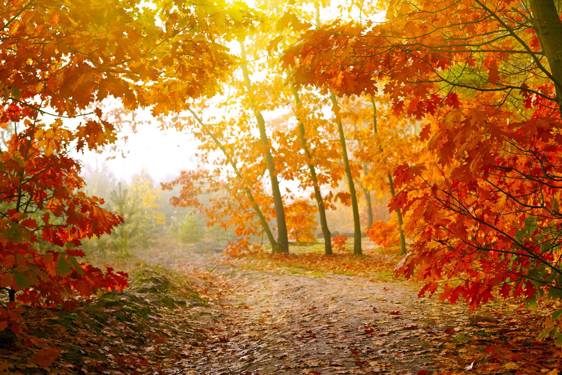 herbst blätter wald bäume