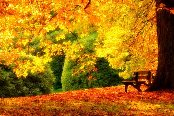 Ruhebank im Herbstwald