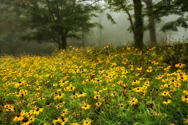 Reichlich blühendes Feld mit gelben Blüten