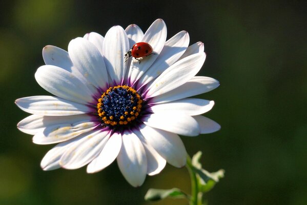 Marienkäfer auf den Blütenblättern einer Blume