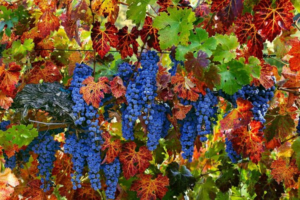 Ein Aufstand von hellen Farben. Saftige Trauben und bunte Blätter