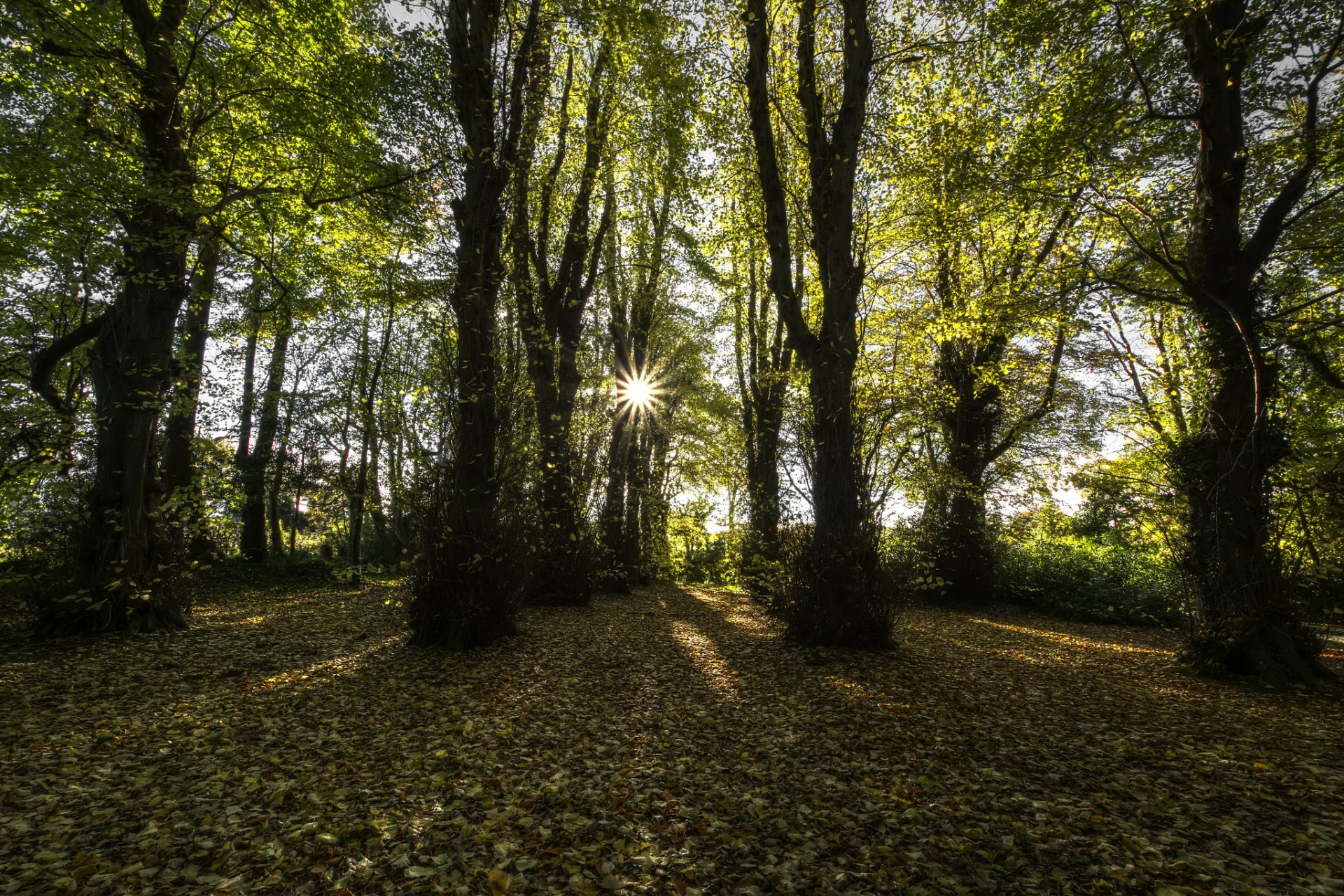 londonderry county nordirland buchenwald sonne strahlen herbst