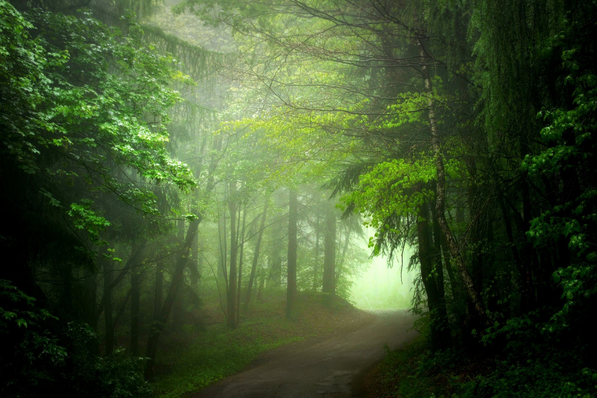 wald straße nebel sommer
