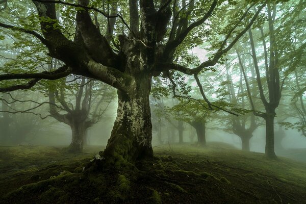 Düsterer Wald im Nebel