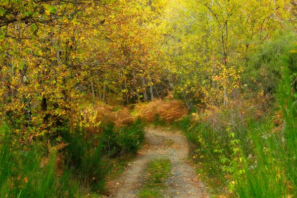 Schmale Straße im Herbstwald