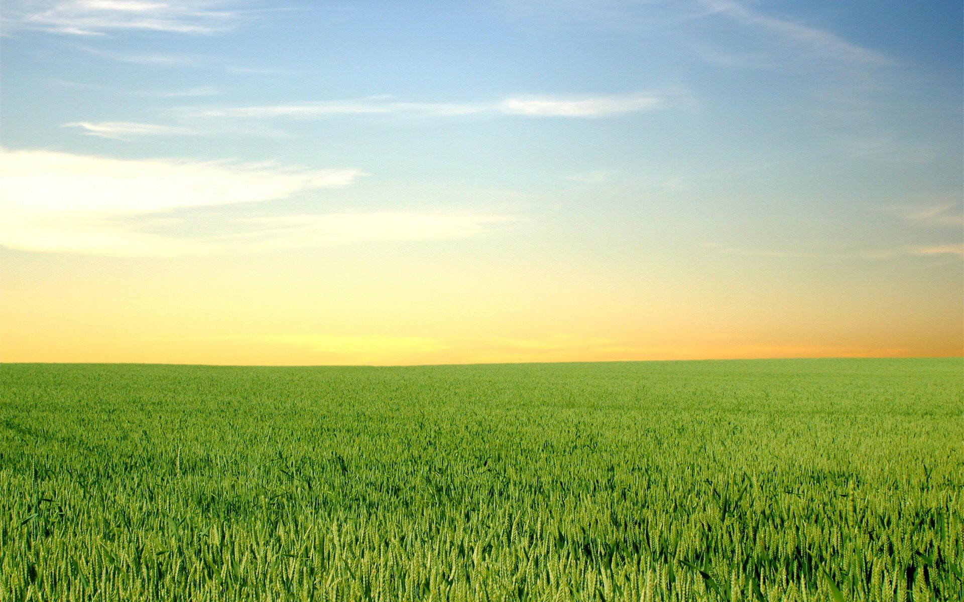 feld grün horizont