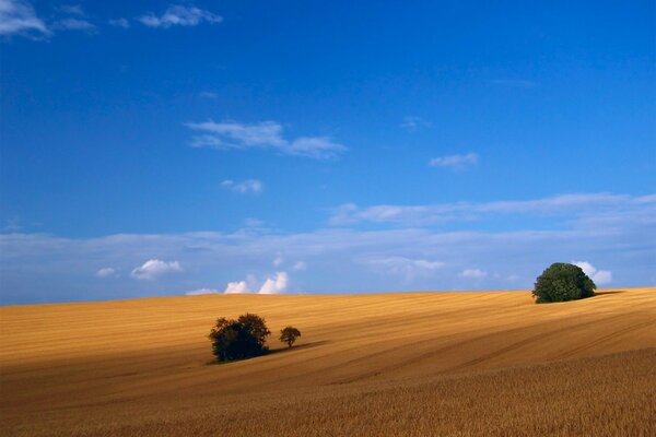 Eine Wüste mit blauem Himmel und zwei Büschen
