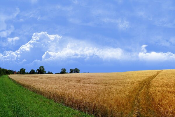 Straße in einem Weizenfeld mit Gras
