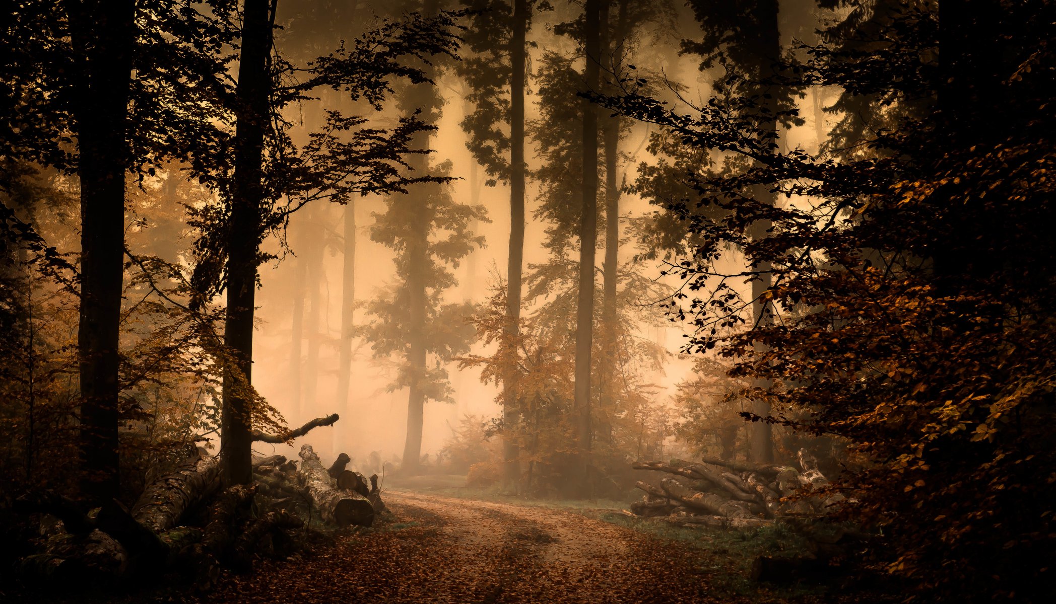 wald nebel herbst