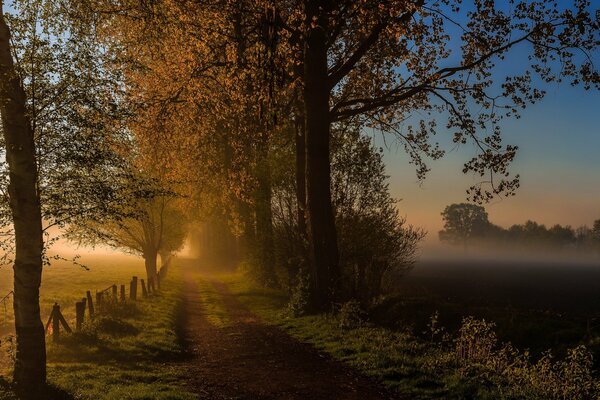 Morgenstraße im Herbstnebel im Wald
