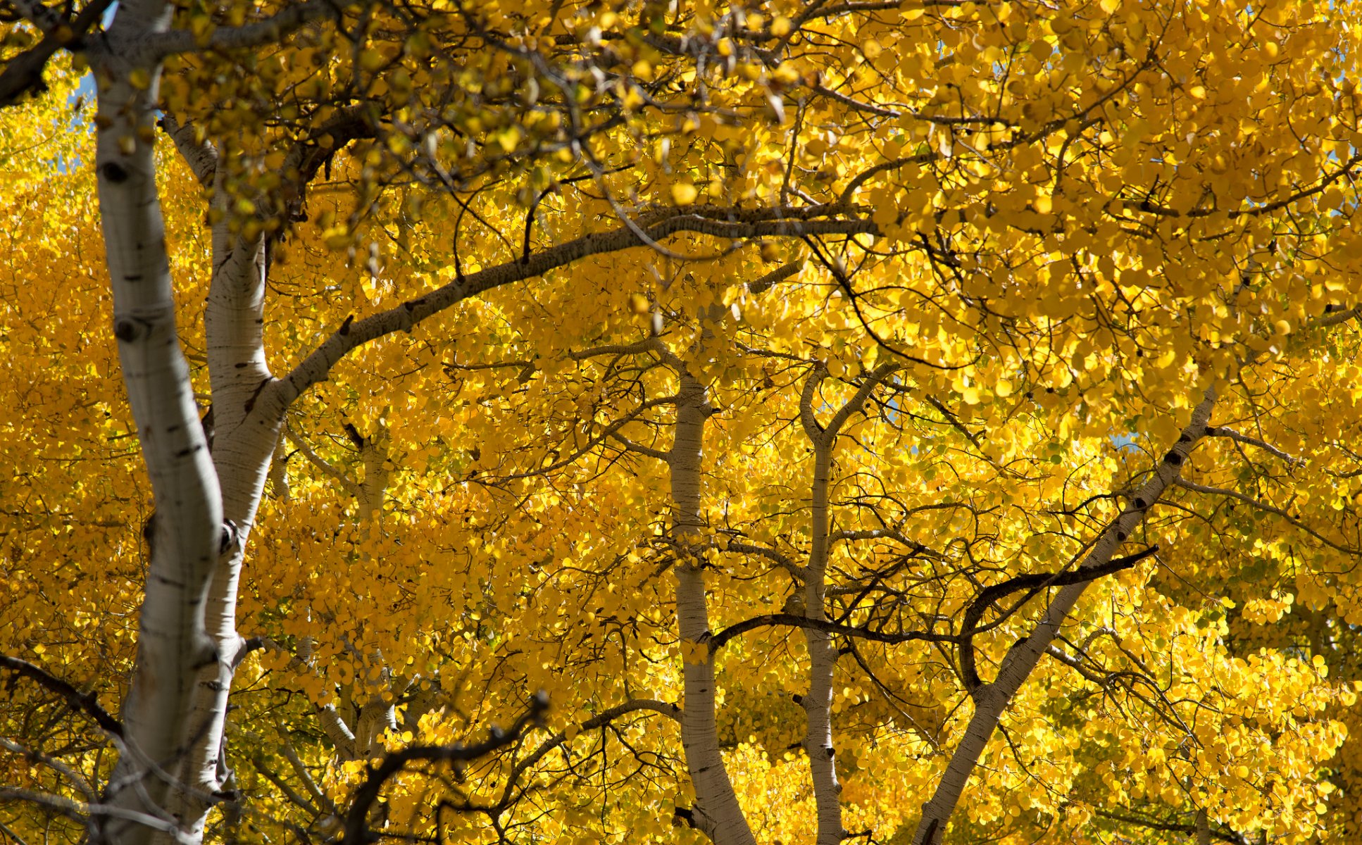 wald hain espe blätter herbst