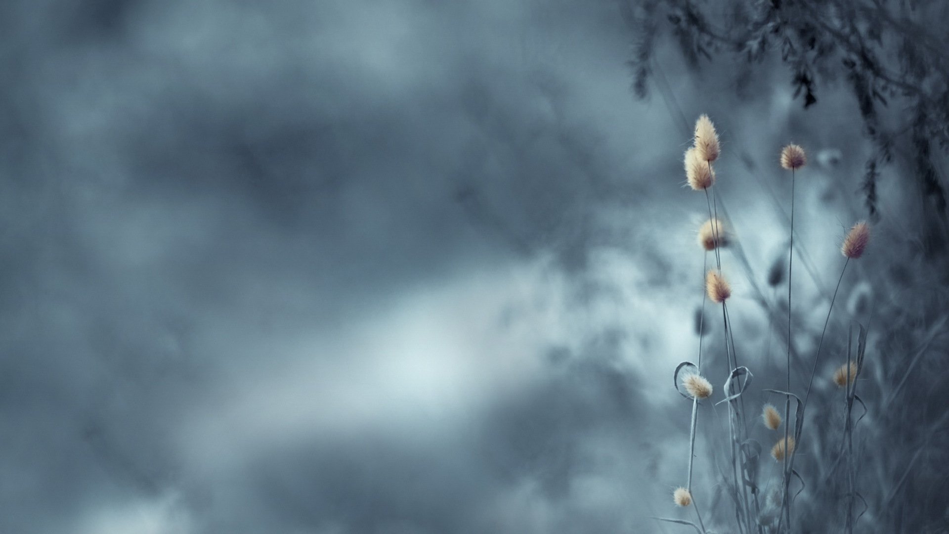 blumen natur hintergrund