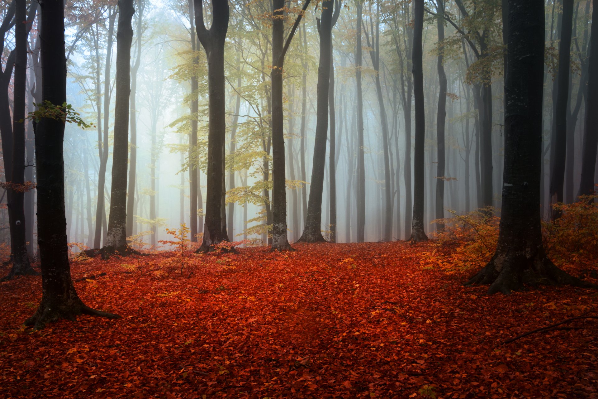 wald herbst laub bäume nebel