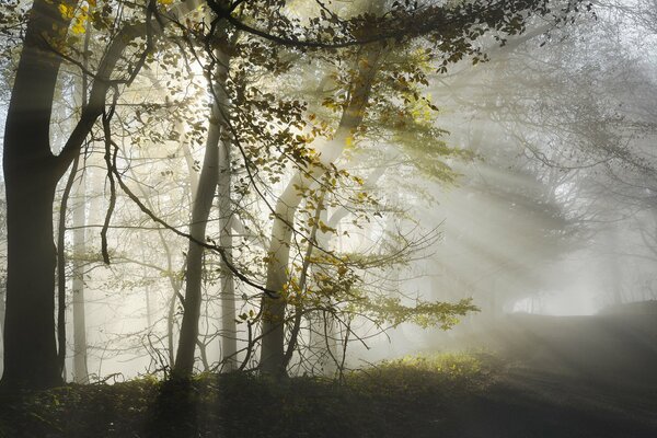 Morgennebel im Wald bei Sonnenaufgang