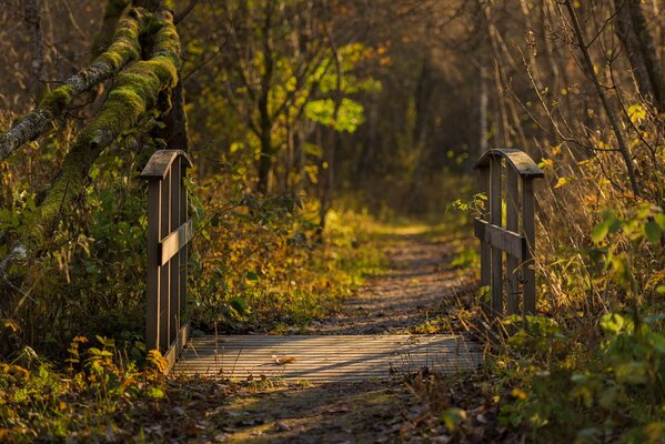 Brücke im Herbstwald