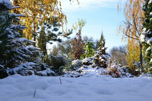 Schöne Landschaft der Winterwälder