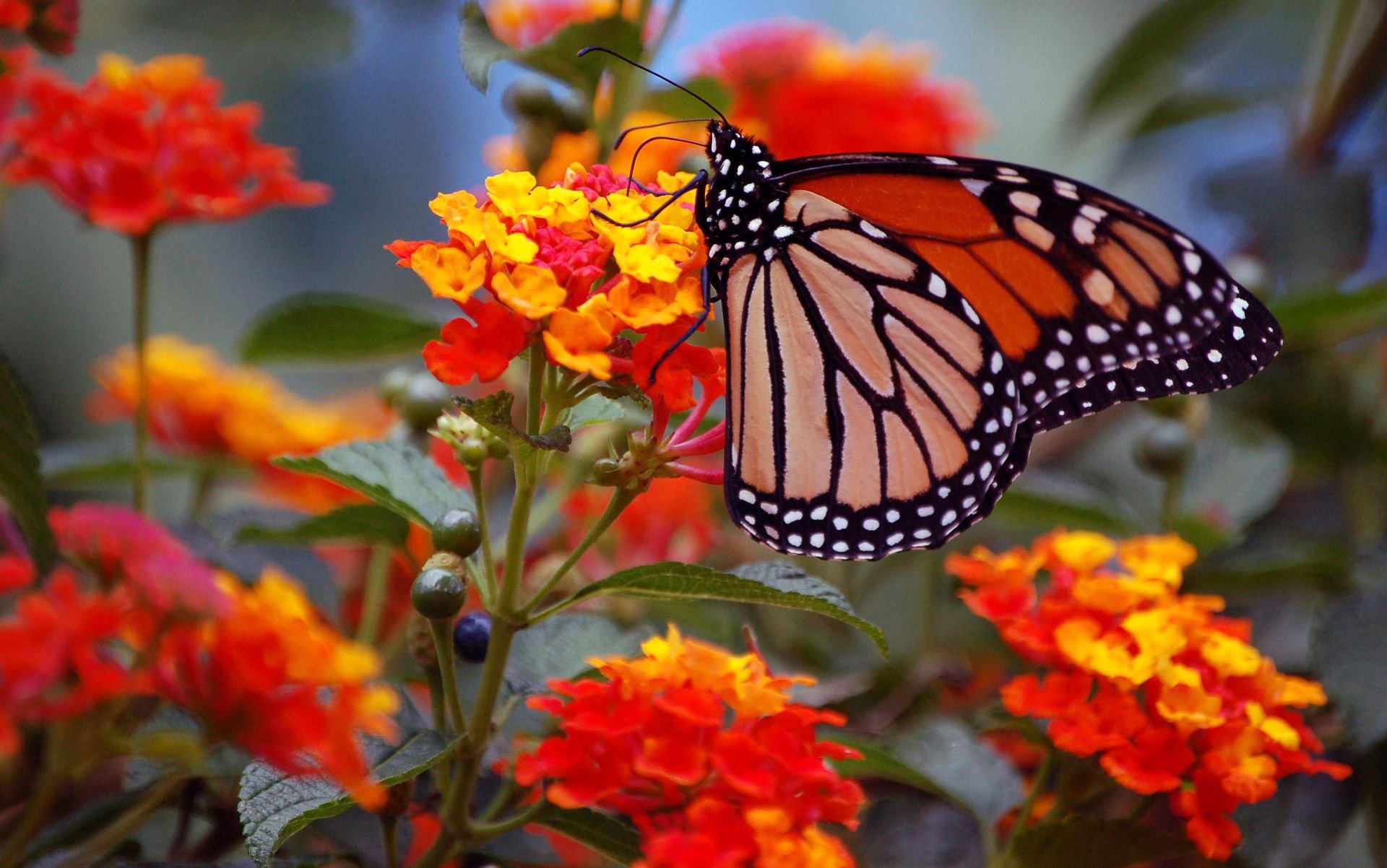 blumen blütenstand schmetterling monarch flügel makro